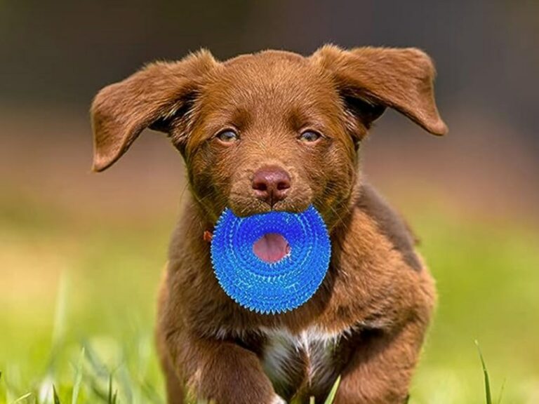 Dog-Owners-Say-This-13-Toy-Pack-Is-Perfect-for-Puppies-Who-‘Want-To-Chew-On-Everything039.jpg