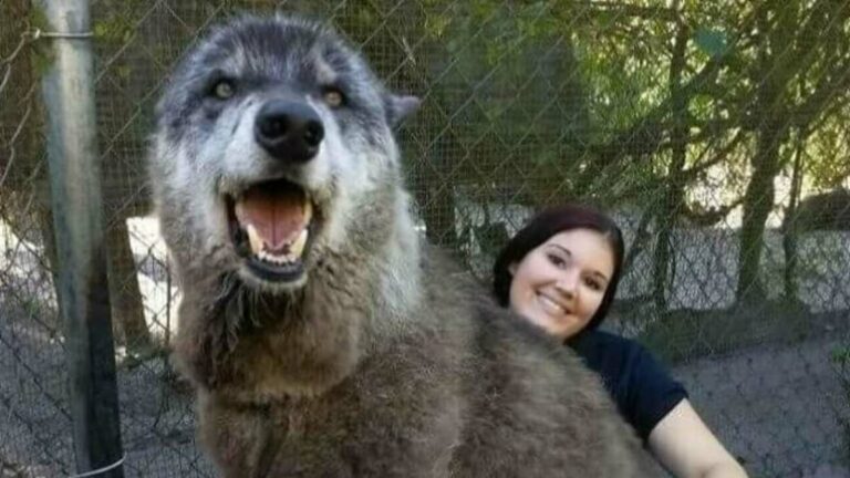 Enormous-dogs-tower-over-their-owners-in-hilarious-snaps.jpg