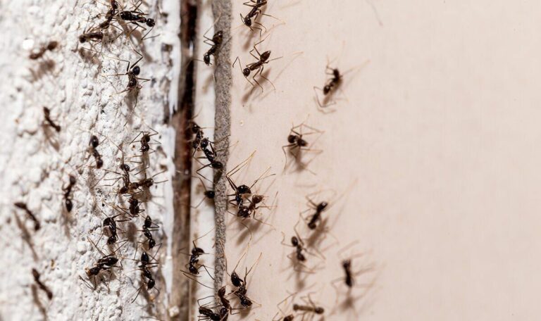 1-product-works-wonders-for-banishing-ants-that-dont-like-its-smell.jpg