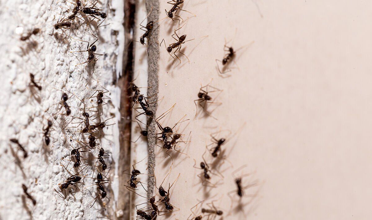 1-product-works-wonders-for-banishing-ants-that-dont-like-its-smell.jpg