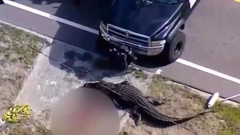 14-Foot-Alligator-Killed-in-Florida-After-Eating-Human-Torso.jpg