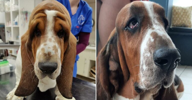 Basset-Hound-given-second-chance-at-life-after-undergoing-a-facelift.jpg