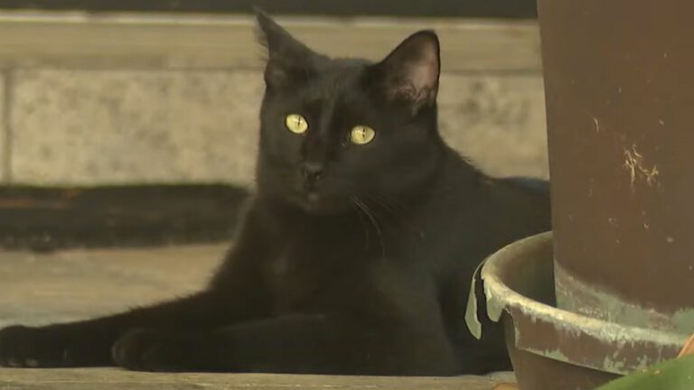 Cat-Has-Been-Terrorizing-Neighborhood-with-Small-Time-Burglaries.jpg