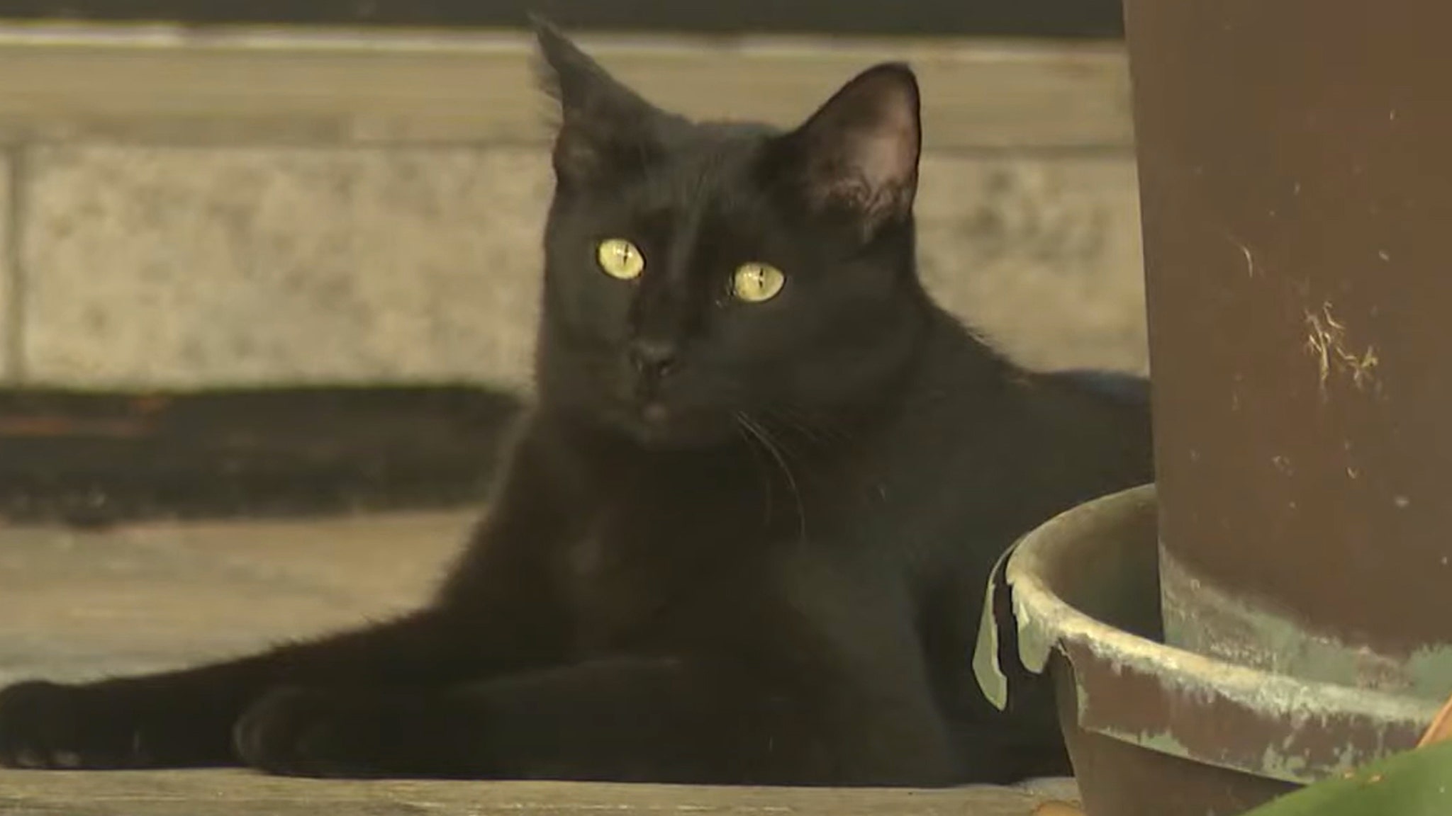 Cat-Has-Been-Terrorizing-Neighborhood-with-Small-Time-Burglaries.jpg