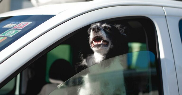 Dog-heatwave-advice-039There-is-no-safe-amount-of-time-to-leave-them-in-hot-cars039.jpg