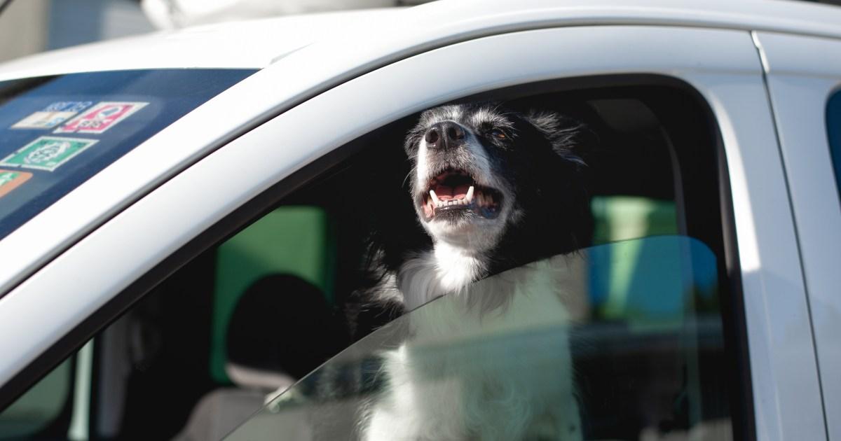 Dog-heatwave-advice-039There-is-no-safe-amount-of-time-to-leave-them-in-hot-cars039.jpg