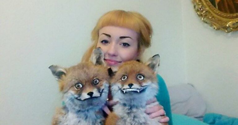 I-created-the-viral-039Stoned-Fox039-I039m-a-vegetarian-taxidermist.jpg