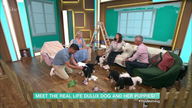 Iconic-Dulux-dog-and-her-adorable-puppies-wreak-havoc-on-This-Morning.jpg