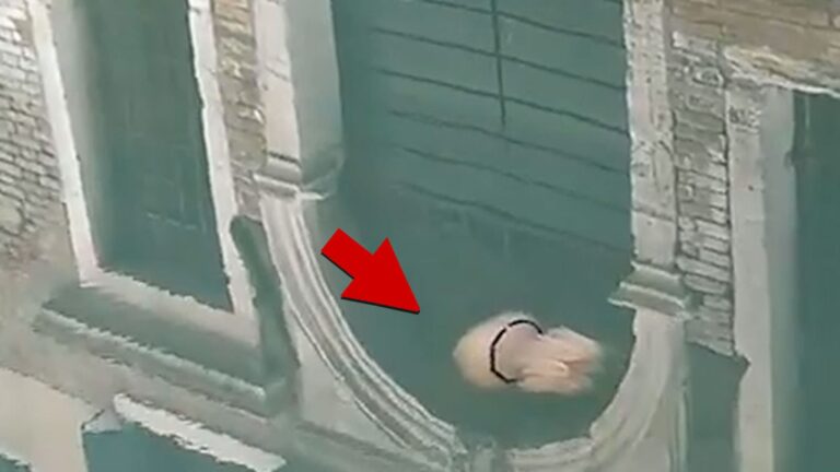 Jellyfish-Swimming-Through-Crystal-Clear-Venice-Canals.jpg