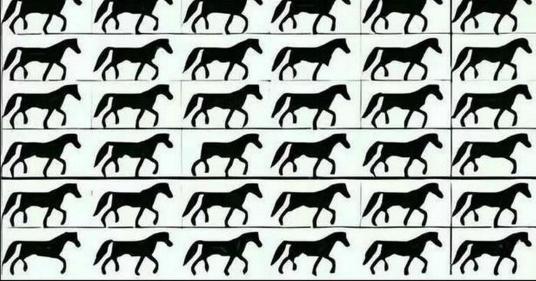 Only-people-with-crystal-clear-focus-can-spot-odd-horse-in-tricky-illusion.jpg