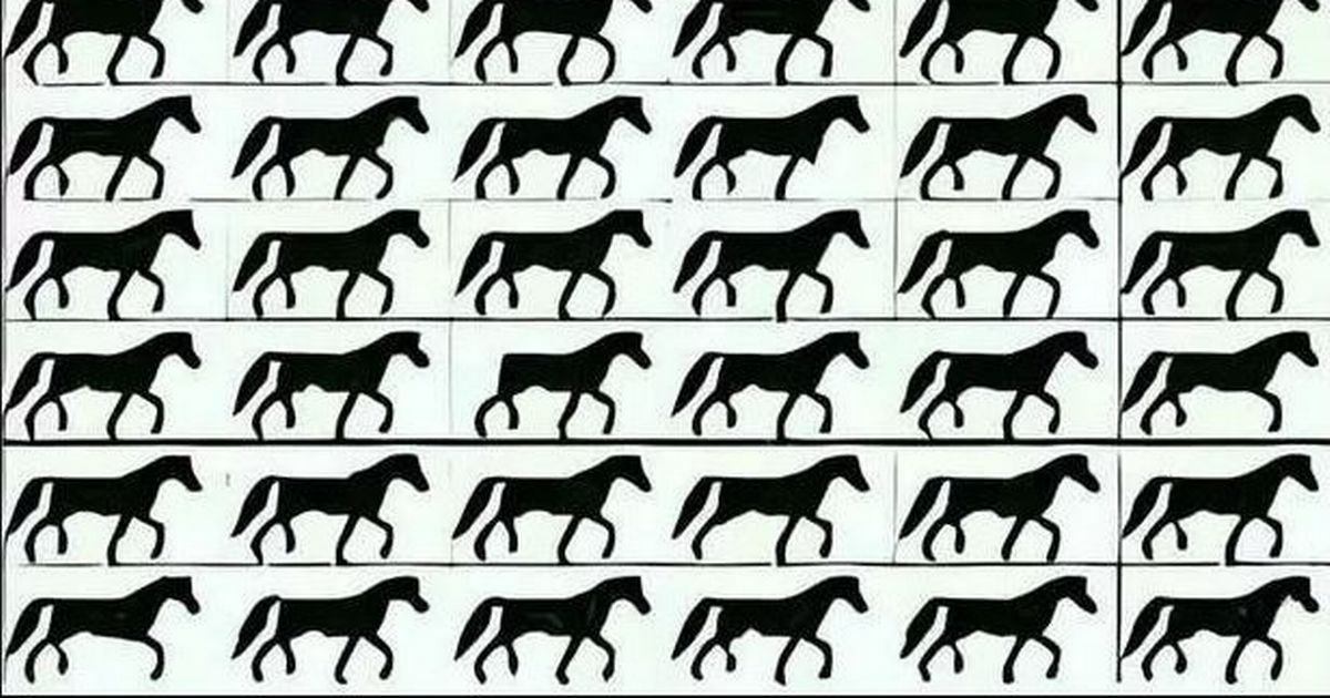 Only-people-with-crystal-clear-focus-can-spot-odd-horse-in-tricky-illusion.jpg
