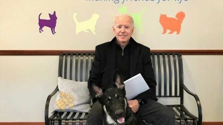 President-Biden039s-Dog-Major-Removed-From-White-House-After-Biting-Issues.jpg