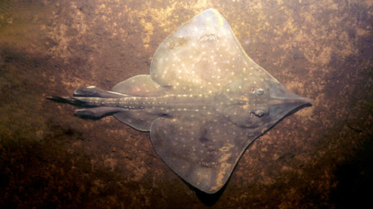 Supermarkets-urged-to-boycott-farmed-salmon-to-help-save-Gondwana-relic.jpg