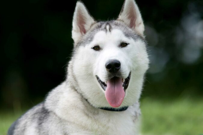Urgent-warning-to-dog-owners-over-horrific-disease-carried-by-your-pets-which-can-be-spread-to-HUMANS-The-Sun.jpg