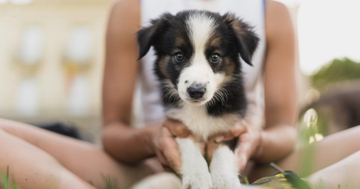Woman-shocked-as-mother-in-law-tries-to-steal-her-puppy-and-gift-it-to-daughter.jpg