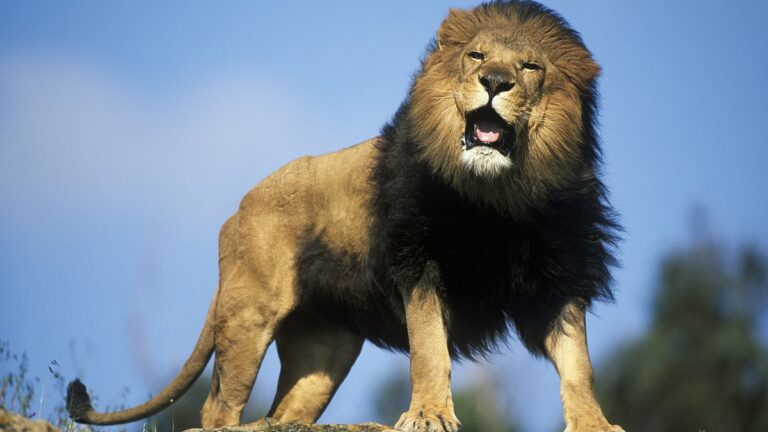 CRAIG-BROWN-Whataposs-worse-a-lionaposs-roar-or-a-human-bore.jpg