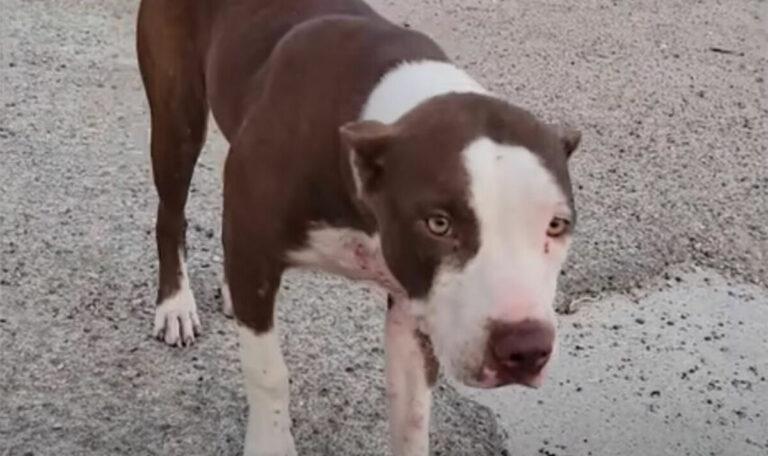 Dog-rescued-from-dumping-ground-so-happy-after-rescuers-find-her-new-home.jpg