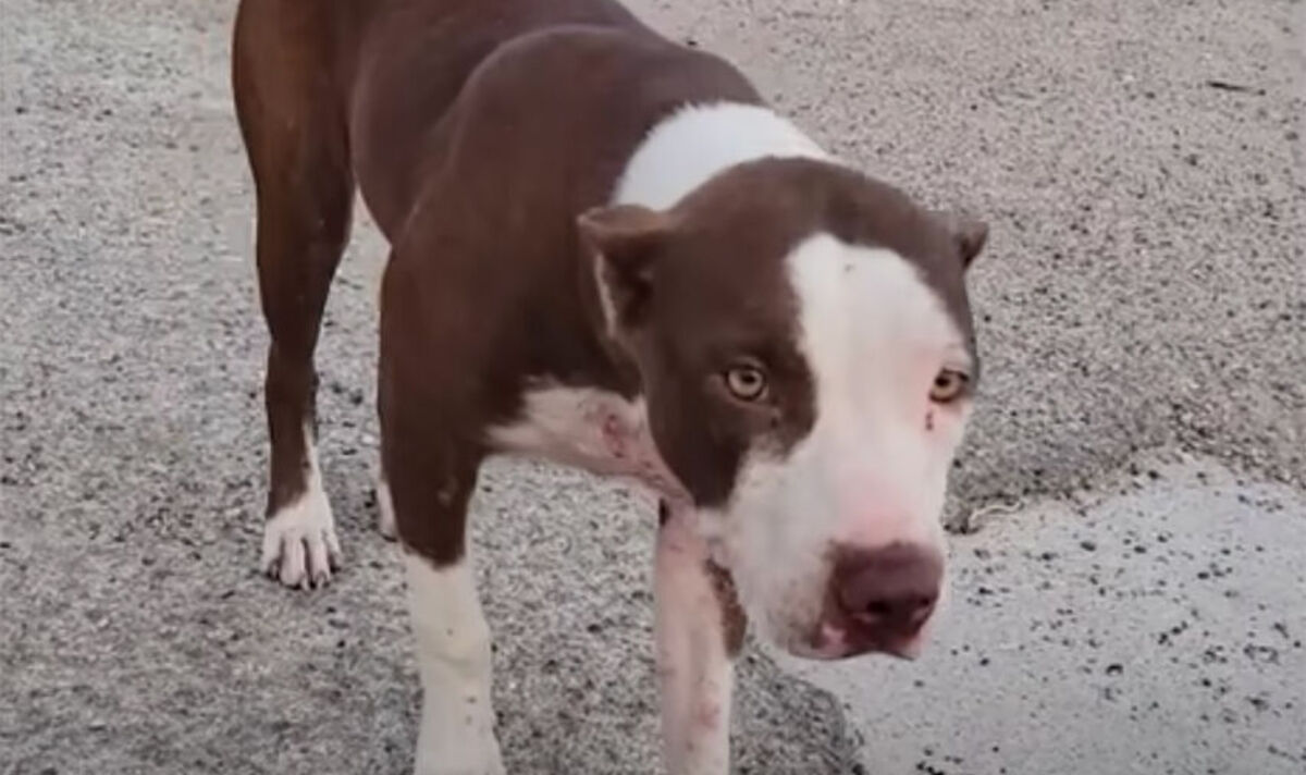 Dog-rescued-from-dumping-ground-so-happy-after-rescuers-find-her-new-home.jpg