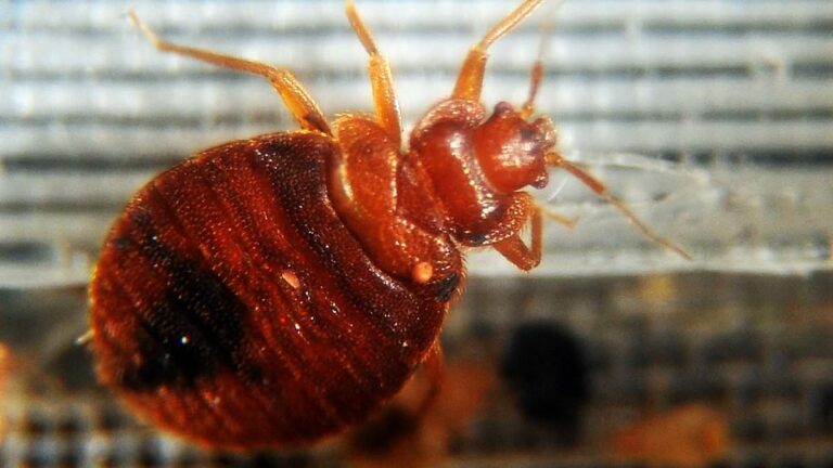 How-to-tell-if-you-have-bed-bugs.jpg