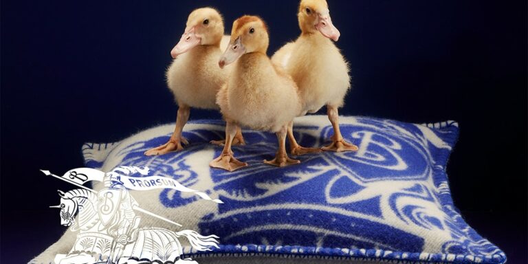Burberry039s-Festive-Campaign-Spotlights-Furry-Friends-Before-the-Holidays.jpg
