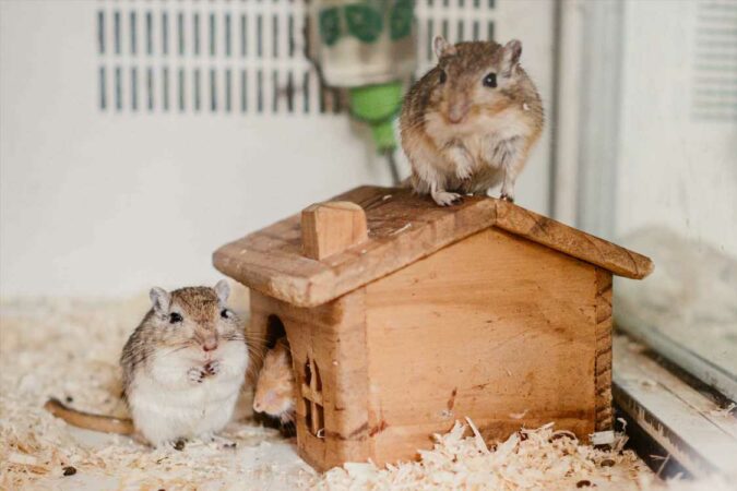 From-purring-gerbils-to-obsessed-cats-your-pet-queries-answered-The-Sun.jpg