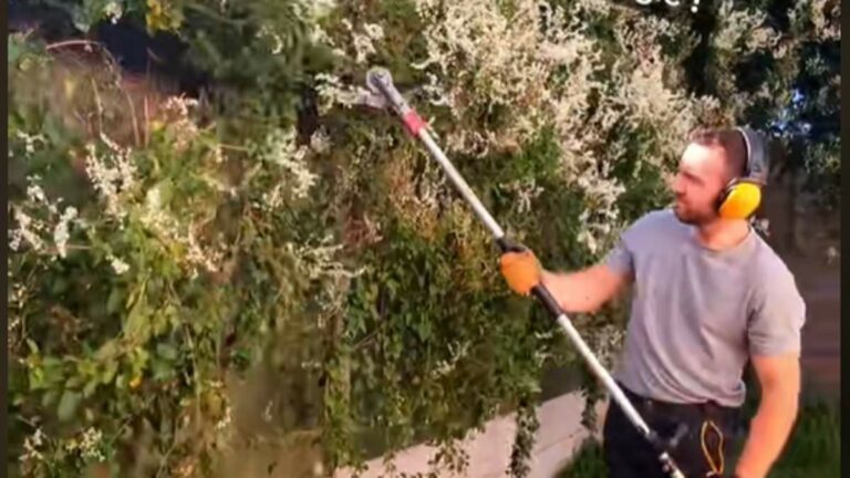 Gardener-caves-in-and-cuts-down-jungle-of-neighbours-plants.jpg