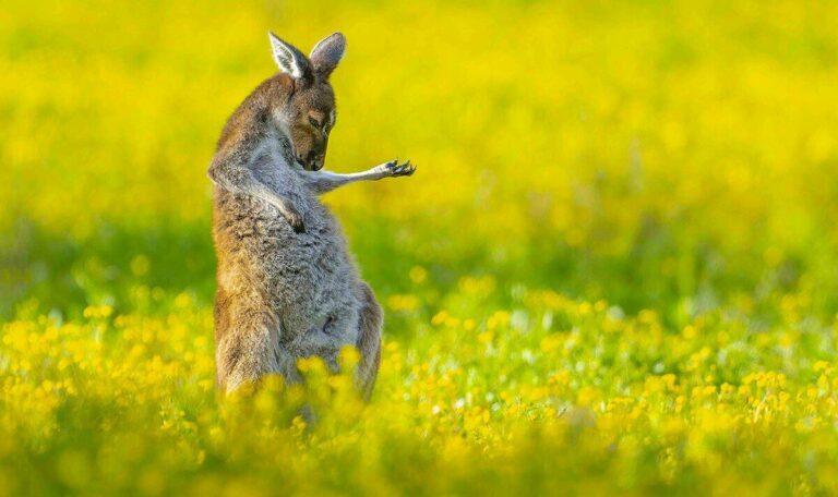 Joey-rocks-to-top-of-comedy-wildlife-photos.jpg