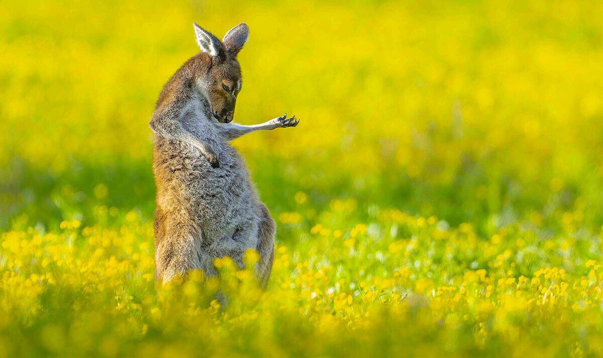 Joey-rocks-to-top-of-comedy-wildlife-photos.jpg
