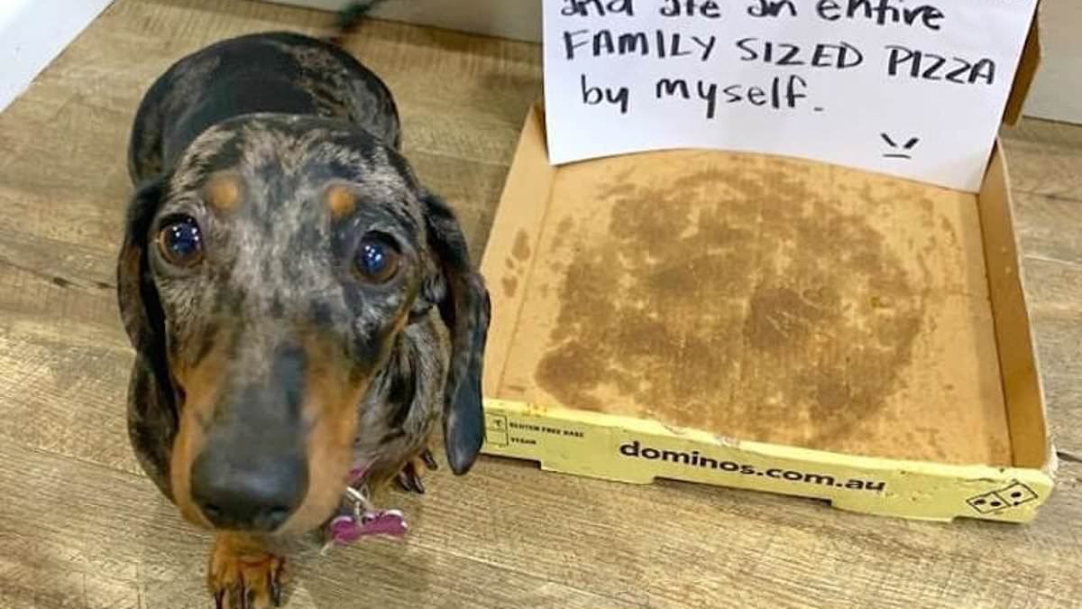 Pet-owners-call-out-their-naughty-animals-in-handwritten-notes.jpg