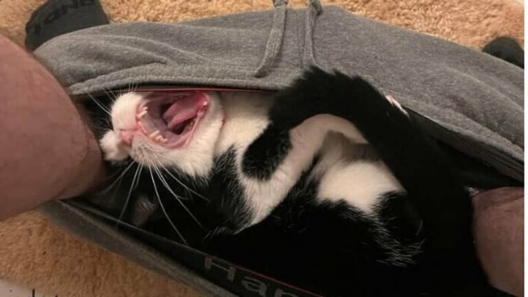 Pet-owners-share-funny-photos-of-their-cats-in-VERY-awkward-positions.jpg