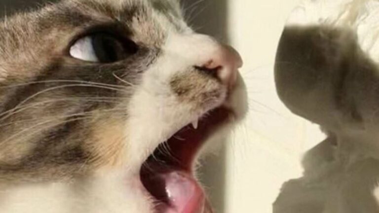Pet-owners-share-hilarious-photos-of-cats-in-bizarre-circumstances.jpg