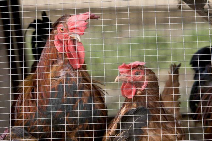 Plans-to-stockpile-flu-vaccines-drawn-up-amid-fears-of-human-bird-flu-pandemic-The-Sun.jpg