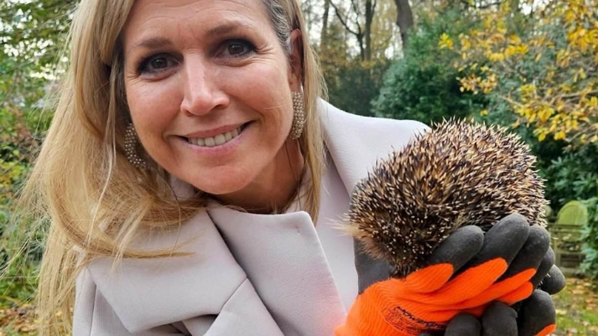 Queen-Maxima-of-the-Netherlands-adopts-three-hedgehogs.jpg