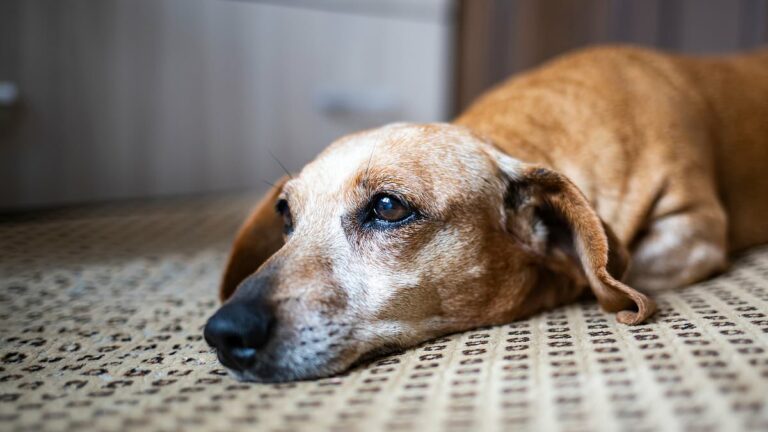 Your-dog-may-have-seasonal-affective-disorder-hereaposs-how-you-can-help.jpg