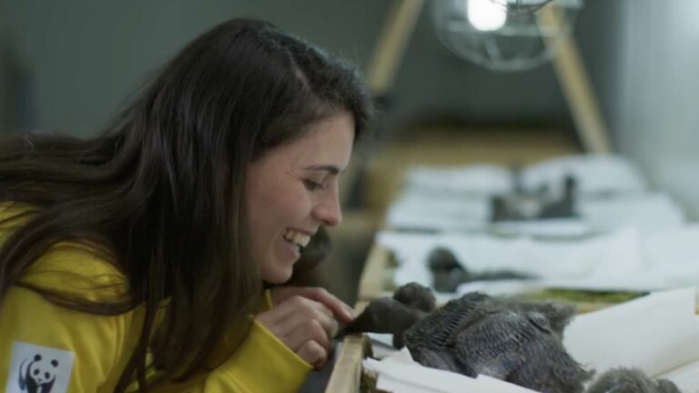 A-researcher-becomes-a-foster-mother-to-a-flock-of-extinct-birds.jpg