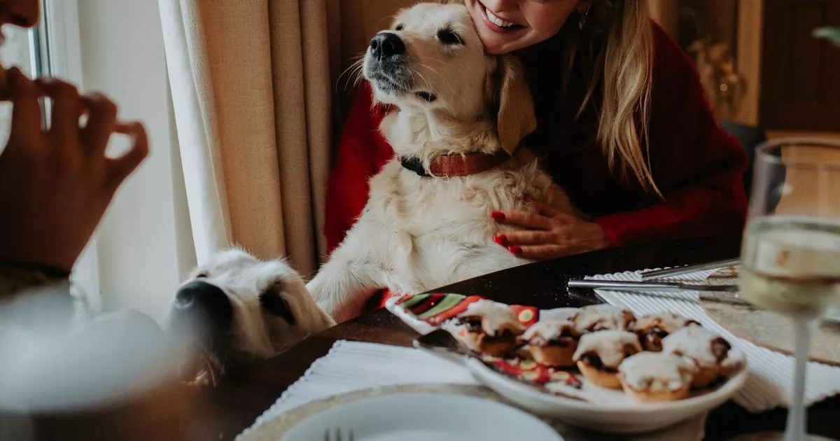 Around-65-of-Brits-convinced-their-pet-dogs-know-when-Santa-is-coming.jpg