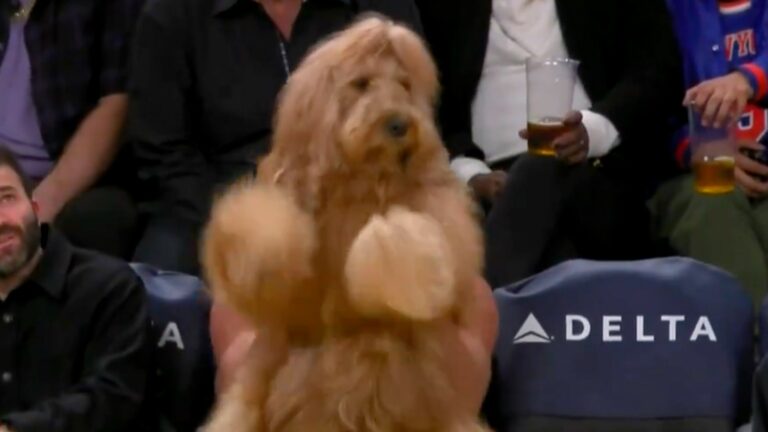 Instagram-Famous-Dog-Fetches-Courtside-Seat-At-Lakers-Game-Dances-His-Tail-Off.jpg