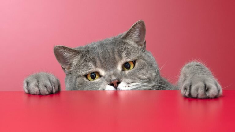 Scientists-risk-wrath-of-pet-lovers-as-cats-slaughter-75-million-birds.jpg