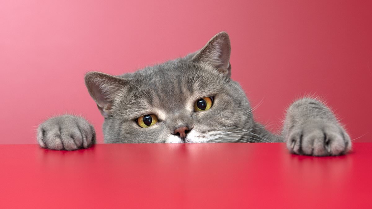 Scientists-risk-wrath-of-pet-lovers-as-cats-slaughter-75-million-birds.jpg