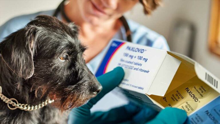 Vet-Prescribing-Dogs-COVID-Meds-To-Save-Them-From-Mystery-Illness.jpg